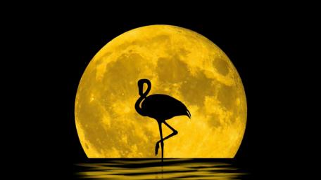 Flamingo silhouette in the full moon wallpaper
