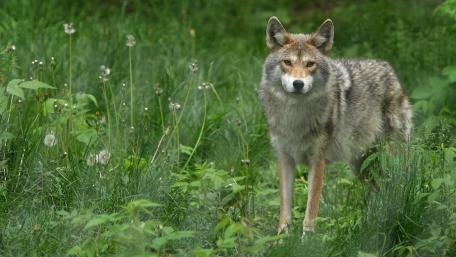 Majestic Wolf in a Serene Meadow wallpaper