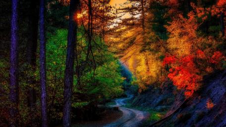 Fall forest road wallpaper