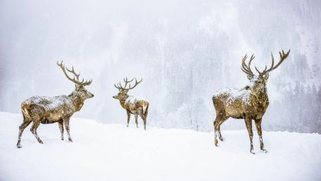 Majestic Deer in Wintery Wilderness wallpaper