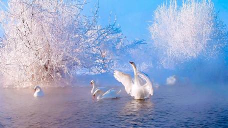Swans Gracefully Glide on a Frosty Morning wallpaper