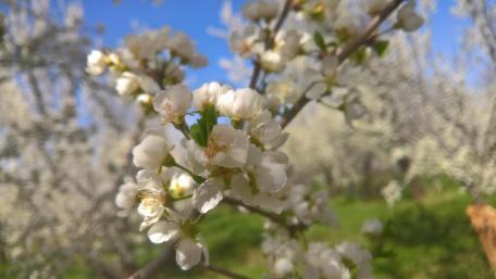 Blooming White Flowers in Spring Sunshine wallpaper