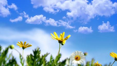 Yellow Daisies Under a Blue Sky wallpaper