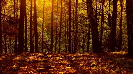 Golden Sunlight in Serene Forest Retreat wallpaper