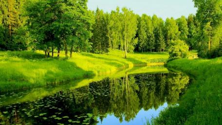 Serene Riverbank Reflections in Verdant Wetlands wallpaper