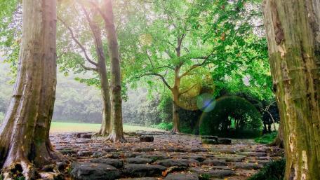 Serene Pathway Through Lush Green Woodland wallpaper