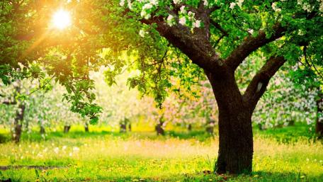 Spring garden wallpaper