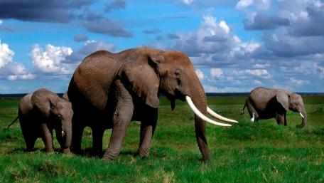 Elephants Roaming Majestic Grasslands wallpaper