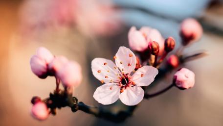 Springtime Blossom in Focus wallpaper