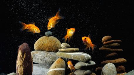 Goldfish wallpaper