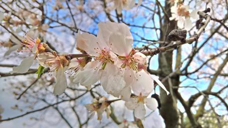Cherry Blossom Close-Up In Springtime Glow wallpaper