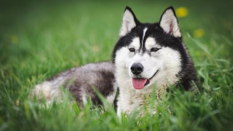 Siberian Huskyin the grass wallpaper