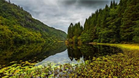 Tranquil Wilderness Reflection in Calm Waters wallpaper