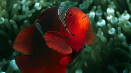 Clownfish wallpaper