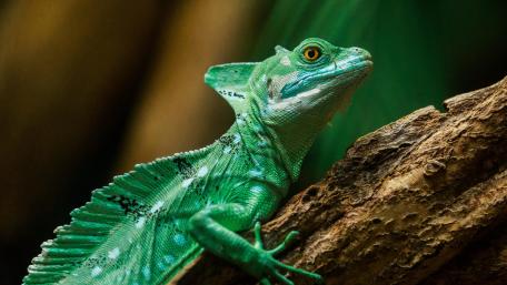Green Lizard wallpaper
