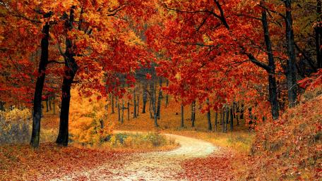 Autumn Majesty: A Forest Path in Red wallpaper
