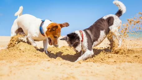 Digging dogs wallpaper