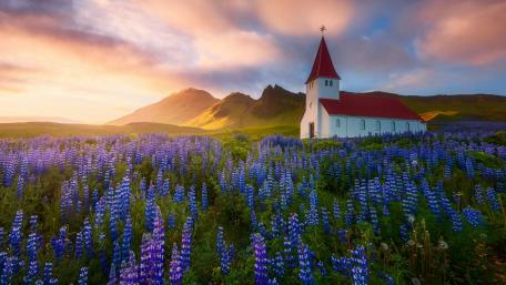 Vik i Myrdal Church in the lupin filed (Iceland) wallpaper