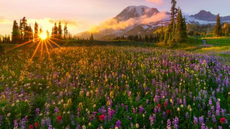 Wildflower carpet at the feet of the Mount Rainier wallpaper