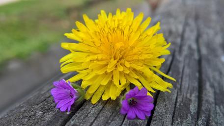 Vibrant Dandelion and Purple Flowers Wallpaper wallpaper