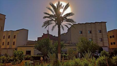 Sunlit Palm Trees Against Urban Backdrop wallpaper