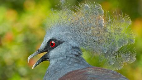 Majestic Bird with Unique Feather Details wallpaper