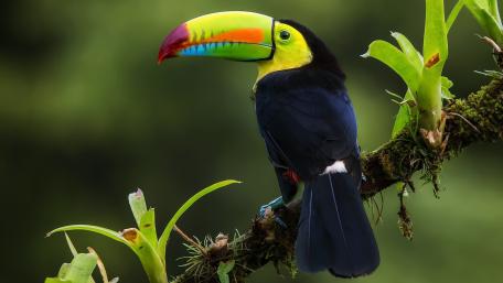 Colorful Toucan Perched in Nature wallpaper