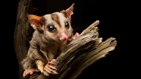 Squirrel glider wallpaper