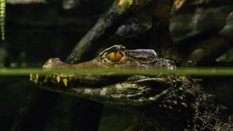 Alligator wallpaper