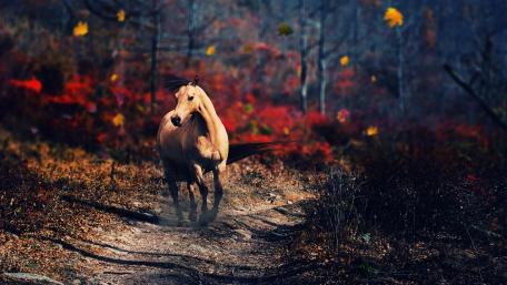 Horse wallpaper