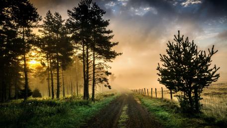 Foggy pathway wallpaper