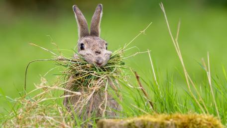 Hare wallpaper