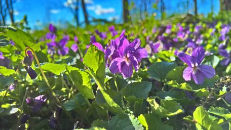 Violet flower carpet wallpaper
