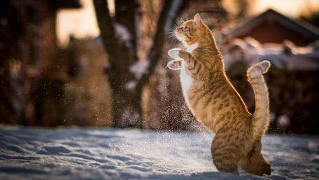 Cat standing on two legs wallpaper