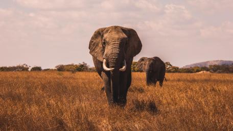 Elephants wallpaper