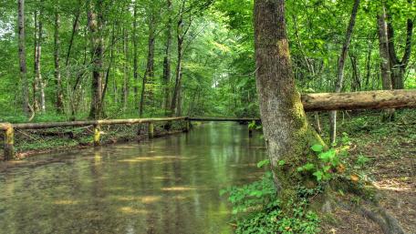 Spring forest river wallpaper