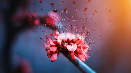 Broken flower wallpaper