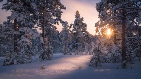 Serene Winter Woodland Scene with Sunlight wallpaper