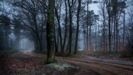 Pathway through the misty forrest wallpaper