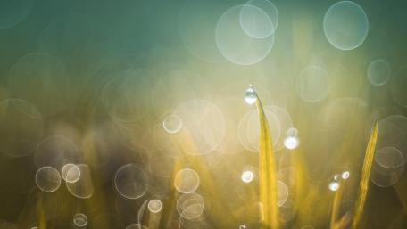 Gentle Morning Dew Drops on Grass wallpaper