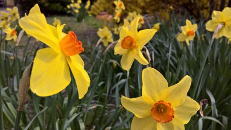 Vibrant Daffodils in Blooming Garden Scene wallpaper