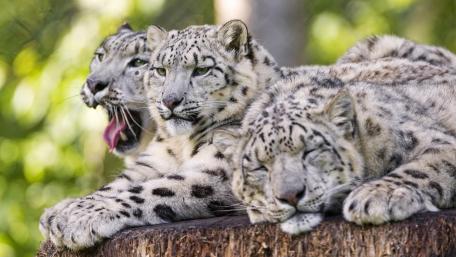 Snow leopard family wallpaper