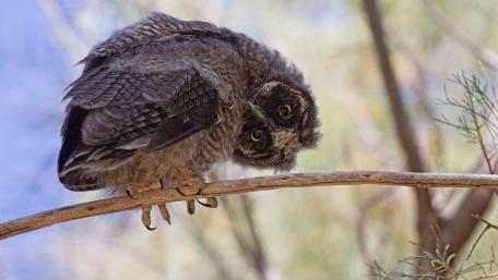 Curious Owl Captured in Nature's Embrace wallpaper