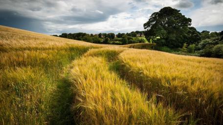 Golden Fields Under a Dramatic Sky wallpaper