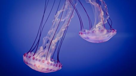 Jellyfish Dance in the Deep Blue Sea wallpaper