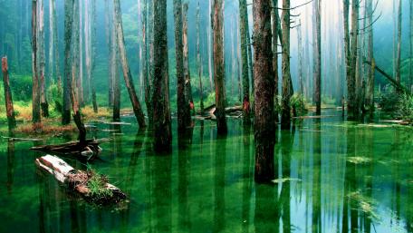Forest swamp wallpaper