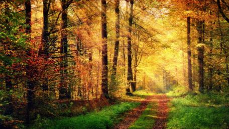Sunbeams in autumn forest wallpaper
