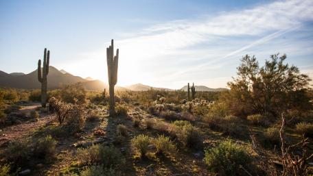 Sonoran Desert (Arizona) wallpaper