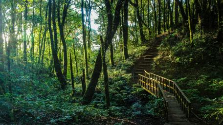 Stairs in the forest wallpaper
