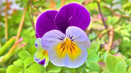 Purple Pansy Delight in 4K Clarity wallpaper